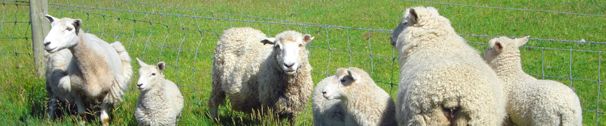 Sheeps near Blenheim