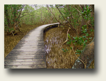 Mangroven Wald - Waitangi 